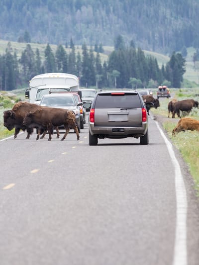 wild-buffalo-heard-walking-on-the-busy-roads-of-yellwstone